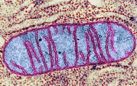 血細(xì)胞形成背后的線粒體