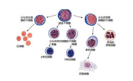 研究人員使用于理解細(xì)胞過(guò)程的工具更有用