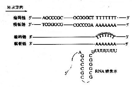 轉(zhuǎn)錄過(guò)程中RNA壽命的確定