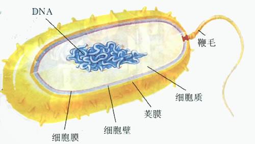 修飾細(xì)胞壁可以增加細(xì)菌脂質(zhì)