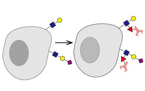 科學家設計抗體鑲嵌的細胞來消滅癌癥