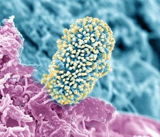 在Root Microbiomes中發(fā)掘Cornerstones