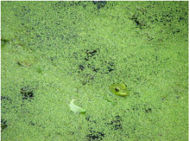 池塘動(dòng)力園的基因組指向其生物燃料潛力