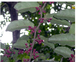 貪食植物揭示了它的細(xì)胞能量植物如何吞噬外來DNA