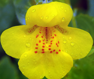 模型植物的遺產(chǎn)突出基因改組熱點(diǎn)