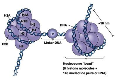 研究人員確認(rèn)了DNA修復(fù)的基本機制