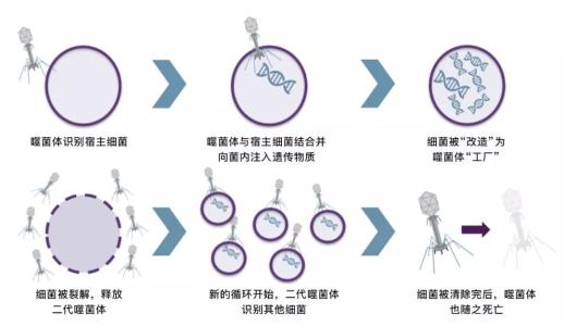 研究人員揭示了HSP90在人類(lèi)基因  環(huán)境相互作用中的作用