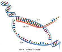 不要殺死信使RNA