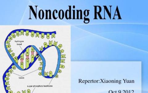 改進(jìn)的基因表達(dá)圖譜顯示許多人長的非編碼RNA實(shí)際上可能是功能性的