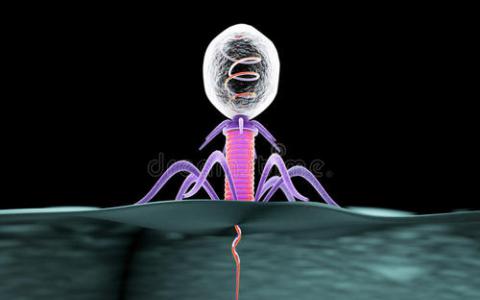 CRISPR模型 噬菌體共同進化解釋了令人困惑的實驗結(jié)果