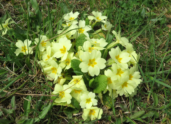 ???è§???￥??￥è?±???Primula vulgaris?????? ????????￥?o????GT 1976 / CC BY-SA 4.0???