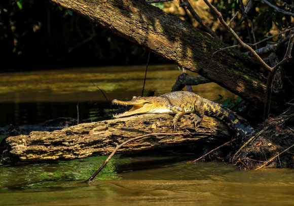 ??-é?????é?????é3?é±????Mecistops leptorhynchus?????? ????????￥?o????Shirley?-????doi???10.11646 / zootaxa.4504.2.1???