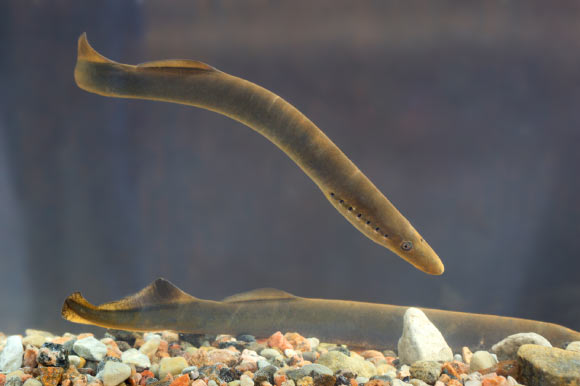 ??§?′2?23lampreys???Lampetra fluviatilis?????¨???é??????23?????±?2??°??o???? ????????￥?o????Tiit Hunt / CC BY-SA 3.0???