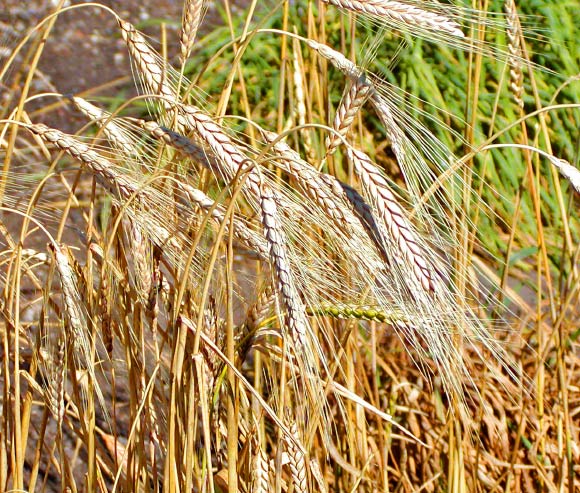 Triticum turgidum??? ????????￥?o????Stan Shebs / CC BY-SA 3.0???