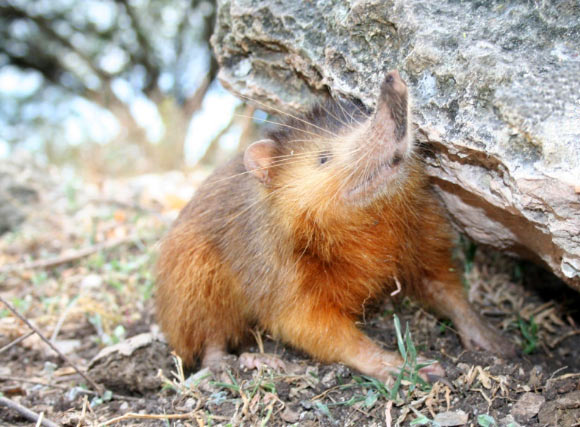 Hispaniolan??μ?￡?é?????Solenodon paradoxus?????? ????????￥?o????Solenodon Joe / CC BY 3.0???