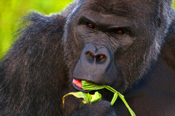 西部低地大猩猩（Gorilla gorilla ssp.gorilla）。 圖片來源：Jack Hynes / CC BY-SA 3.0。