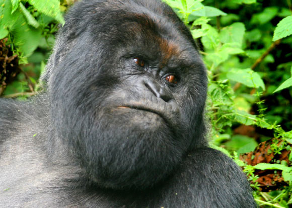 山地大猩猩（Gorilla beringei beringei）。 圖片來源：Gavin Langille / CC BY-SA 2.0。