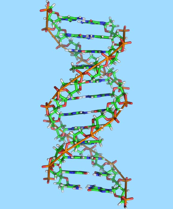 èˉ￥???????¤o?o?DNA????-????????????? ????????￥?o????Richard Wheeler / CC BY-SA 3.0???