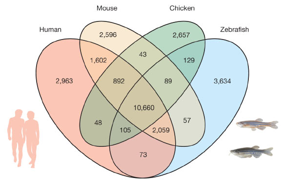 斑馬魚，人類，小鼠和雞基因組之間共享的直系同源基因（Kerstin Howe等）