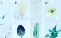 生物學家揭開了開花植物的記憶機制