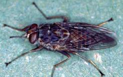 Tsetse Fly Genome測(cè)序