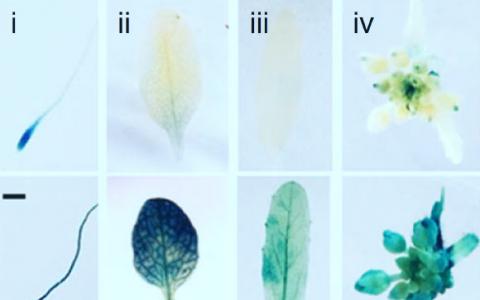 生物學(xué)家揭開了開花植物的記憶機(jī)制