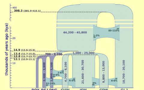 狗狼豺基因組在狗馴化方面更加輕松