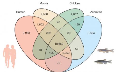 斑馬魚(yú)基因組發(fā)現(xiàn)與人類(lèi)驚人相似