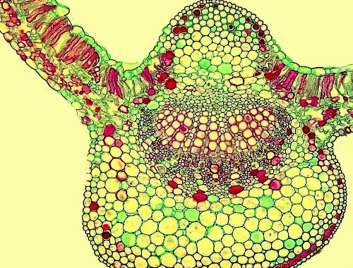 維管束植物之間核DNA的水平轉(zhuǎn)移