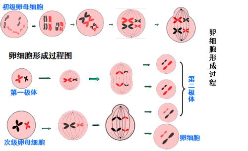 科學(xué)家發(fā)現(xiàn)BCAS2參與精原細胞中的替代mRNA剪接和轉(zhuǎn)變?yōu)闇p數(shù)分裂