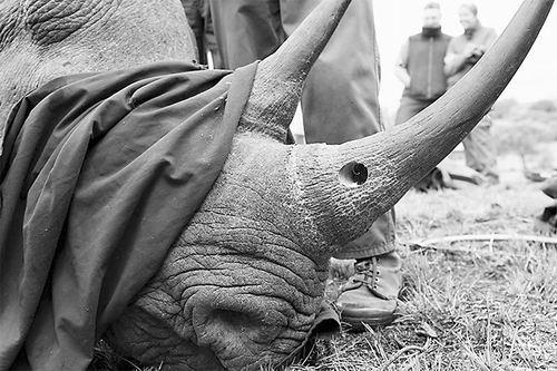 Rhino基因組結(jié)果 冷凍動物園集合與生活人口具有相同的多樣性