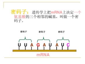 研究人員證明蛋白質合成和mRNA降解在結構上是相關的