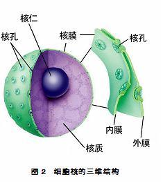 細絲將細胞核連接到細胞外微環(huán)境