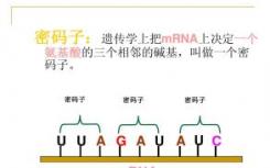 研究人員證明蛋白質(zhì)合成和mRNA降解在結(jié)構(gòu)上是相關(guān)的