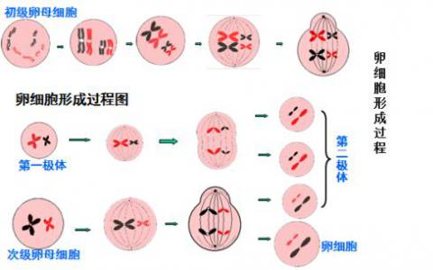 科學家發(fā)現BCAS2參與精原細胞中的替代mRNA剪接和轉變?yōu)闇p數分裂