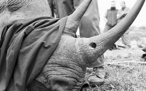 Rhino基因組結(jié)果 冷凍動物園集合與生活人口具有相同的多樣性