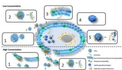 科學(xué)家們合成了能夠消除丙型肝炎病毒的分子