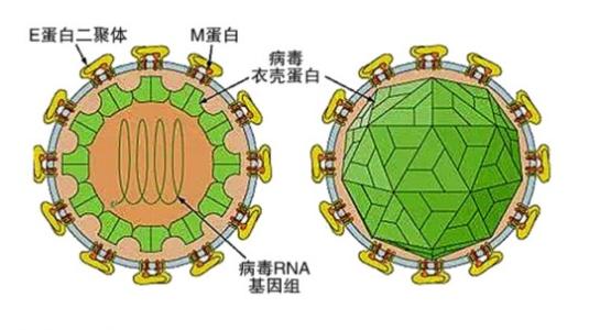 登革熱和寨卡病毒家族使用意想不到的方法劫持人類(lèi)細(xì)胞機(jī)器