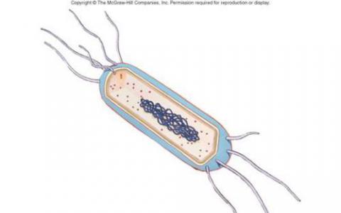 研究人員清楚地描繪了細(xì)菌的內(nèi)部和外部結(jié)構(gòu)