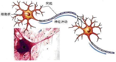 通過非神經(jīng)生物體中的細(xì)胞融合直接轉(zhuǎn)移學(xué)習(xí)行為