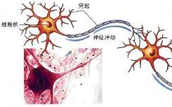 通過非神經(jīng)生物體中的細(xì)胞融合直接轉(zhuǎn)移學(xué)習(xí)行為