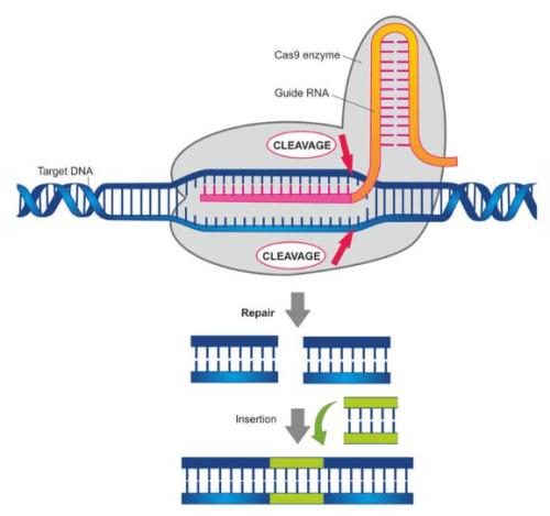 用于基因編輯的抗CRISPR