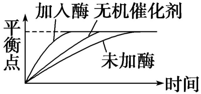 膜轉(zhuǎn)換中的平衡作用  將胞吞作用與膜再循環(huán)聯(lián)系起來的酶