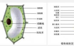 將植物細(xì)胞從通才轉(zhuǎn)變?yōu)閷?zhuān)家