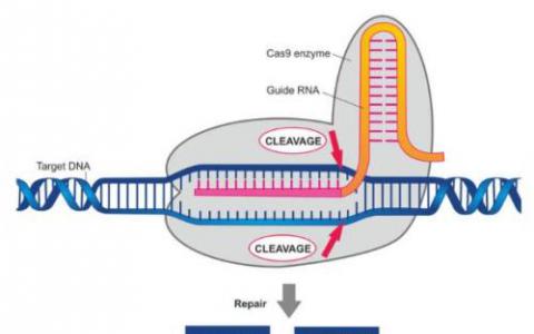 用于基因編輯的抗CRISPR