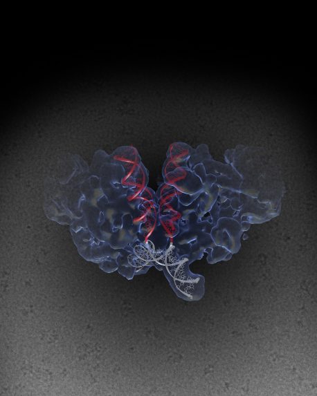 索爾克的科學(xué)家們破解了HIV機(jī)器的結(jié)構(gòu)