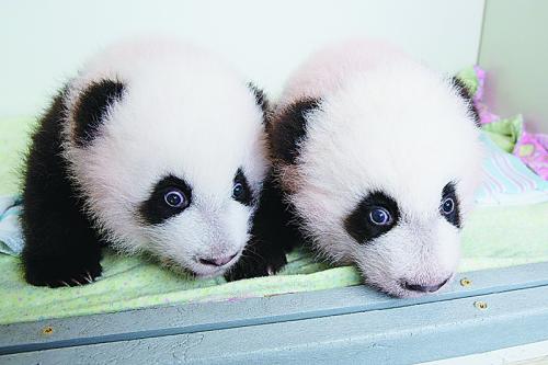 熊貓雙胞胎在維也納動(dòng)物園受洗