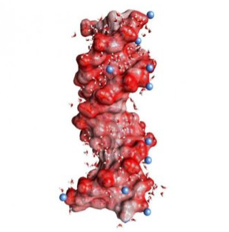 離子與生物分子相互作用的新型動態(tài)探針