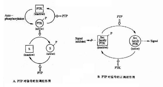 確定了阻斷參與免疫應(yīng)答的膜受體的分子機制