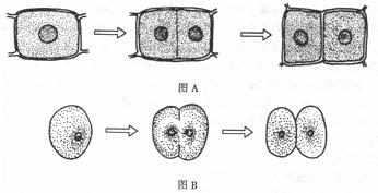 細(xì)胞分裂過(guò)程中強(qiáng)大而穩(wěn)定的力量